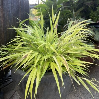 Hakonechloa macra Sunflare™ - Forest Grass USPP #27,734 (3.5" Pot)