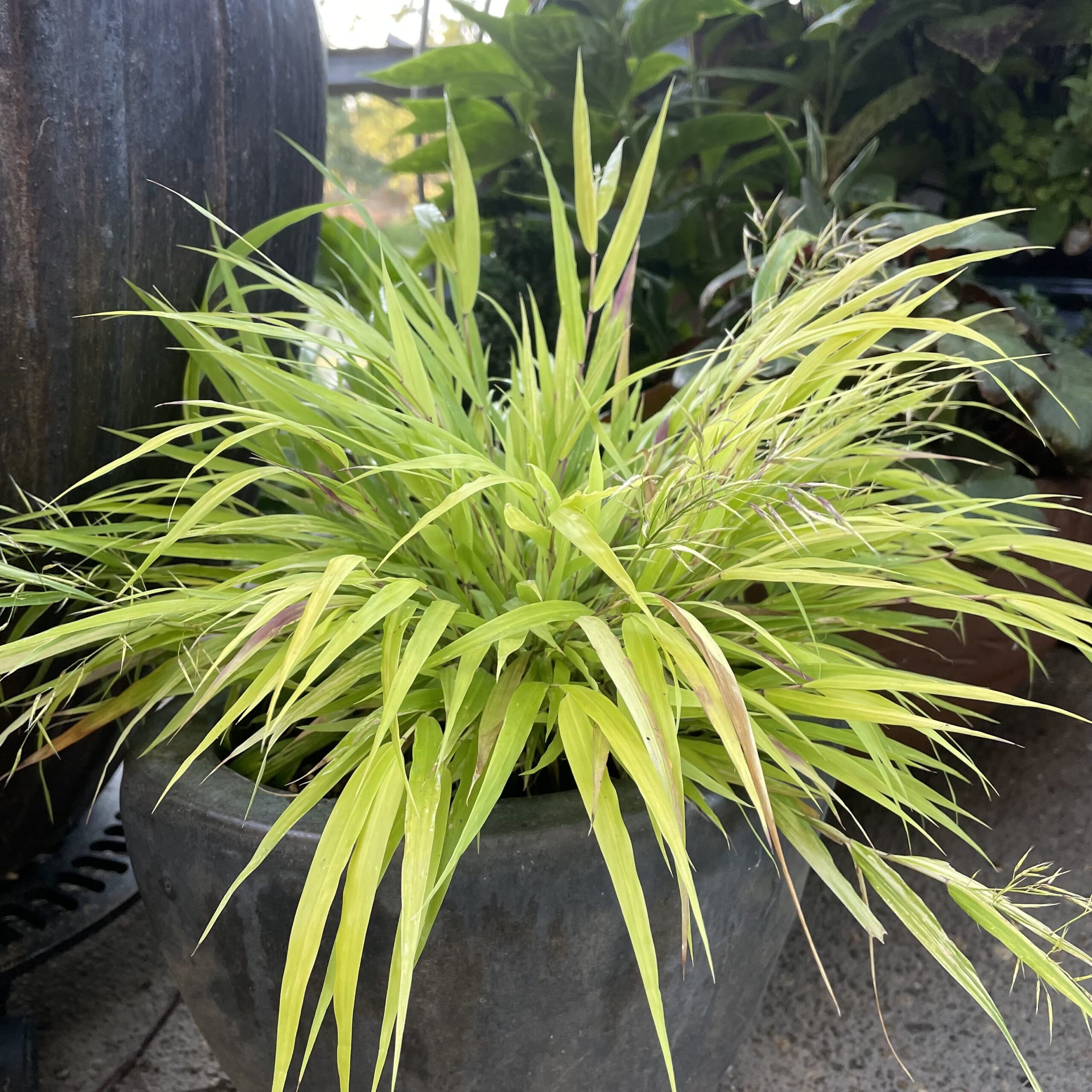 Hakonechloa macra Sunflare™ - Forest Grass USPP #27,734 (3.5" Pot)