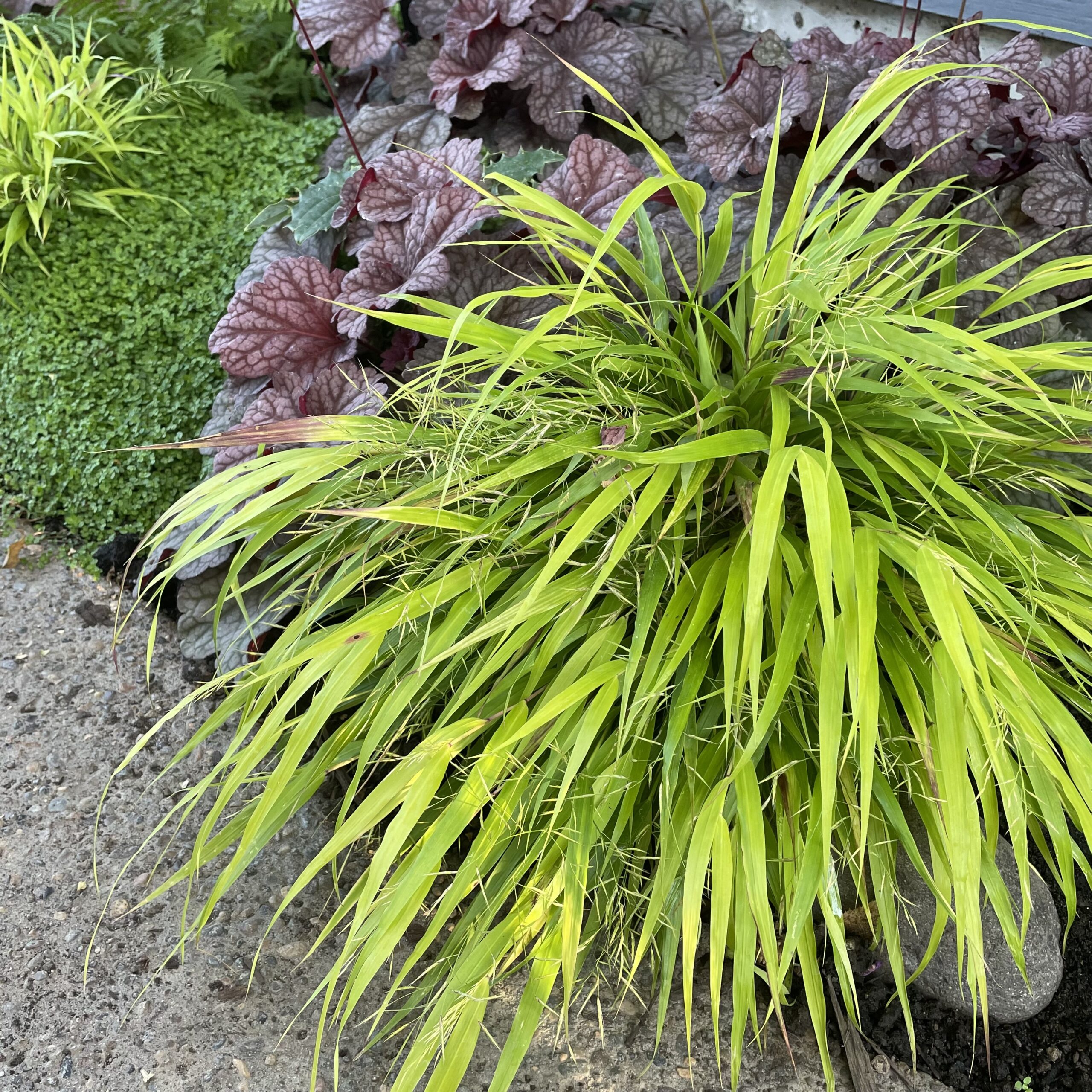 Hakonechloa macra Sunflare™ - Forest Grass USPP #27,734 (3.5" Pot) - Image 2