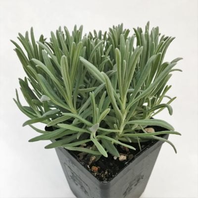 Lavandula x intermedia 'Provence' - Lavender (3.5" Pot)