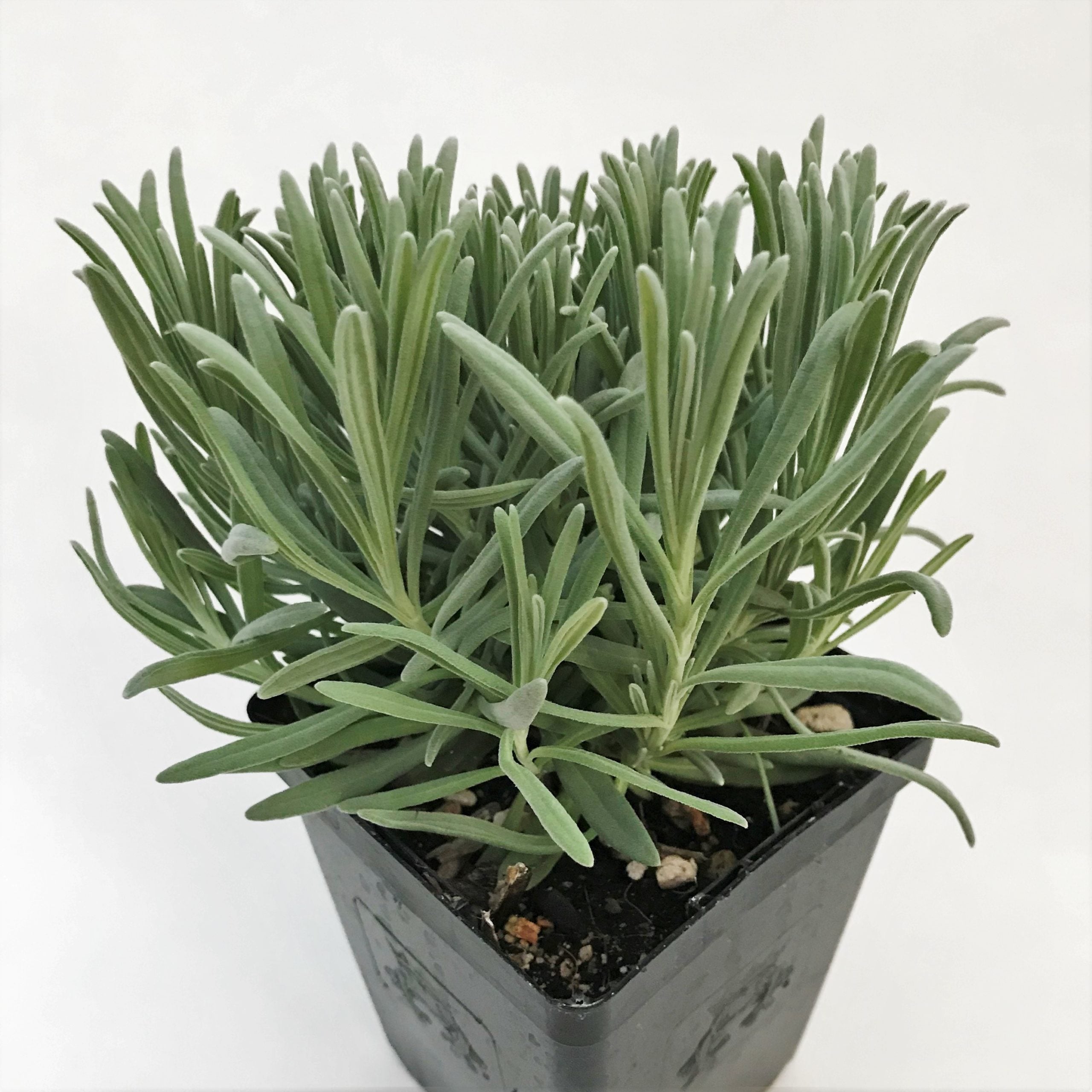 Lavandula x intermedia 'Provence' - Lavender (3.5" Pot) | Little Prince of  Oregon Nursery