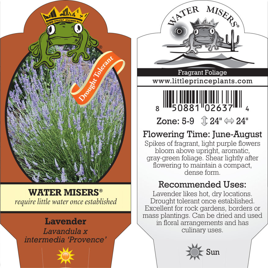 Lavandula-x-intermedia-