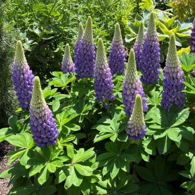 Lupinus polyphyllus 'Gallery Blue' - Lupine (4" Pot)