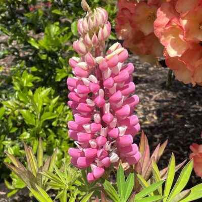 Lupinus polyphyllus 'Gallery Pink' - Lupine (4" Pot)