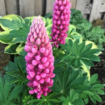 Lupinus polyphyllus 'Gallery Red' - Lupine (4" Pot)