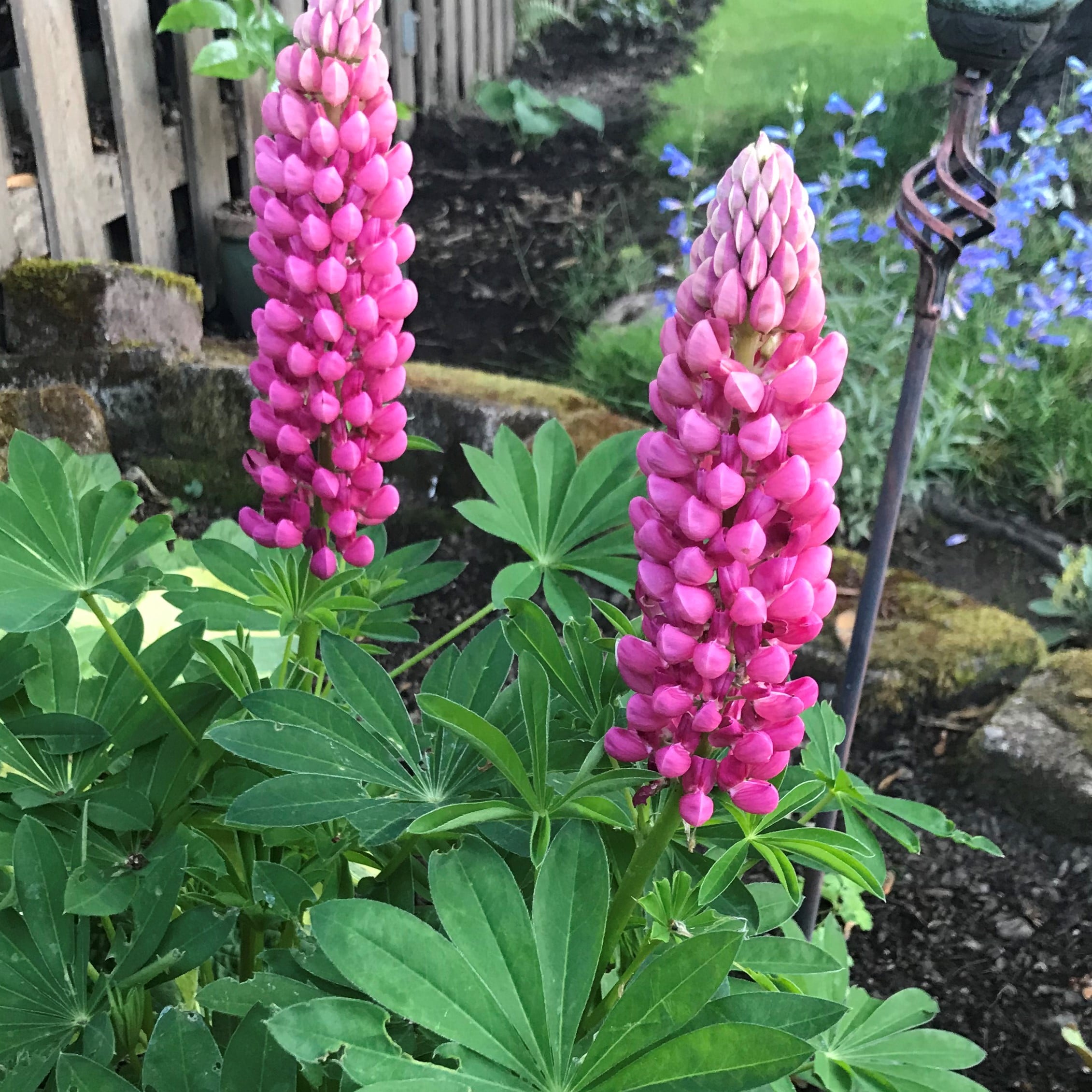 Lupinus polyphyllus 'Gallery Red' - Lupine (4" Pot) - Image 2