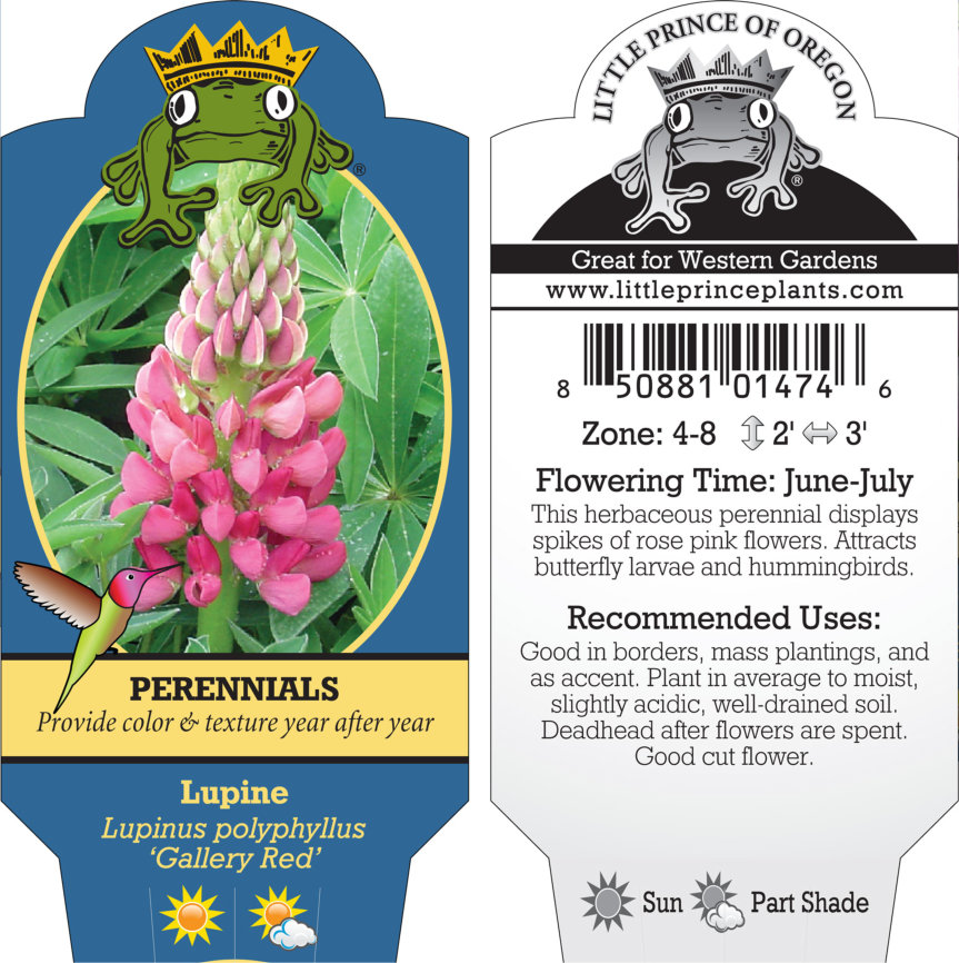 Lupinus polyphyllus 'Gallery Red' - Lupine (4" Pot) - Image 4