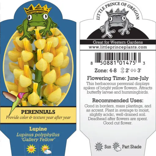 Lupinus polyphyllus 'Gallery Yellow' - Lupine (4