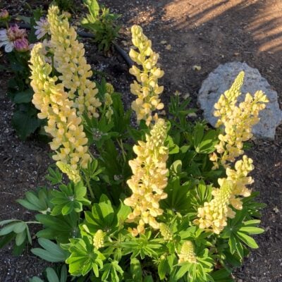 Lupinus polyphyllus 'Gallery Yellow' - Lupine (4" Pot)