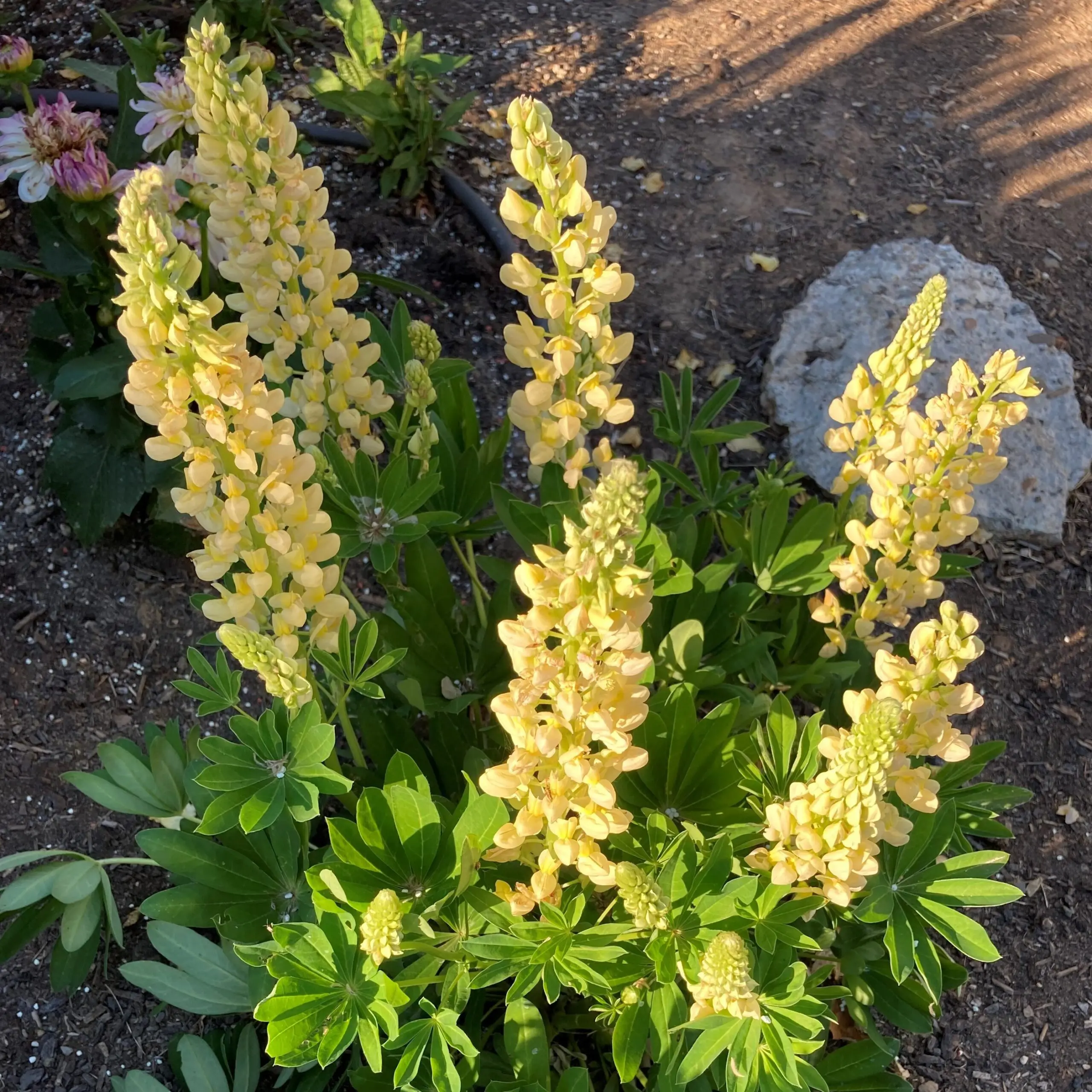 Lupinus polyphyllus 'Gallery Yellow' - Lupine (4