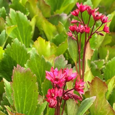 Mukgenia Nova® 'Flame' flower 2