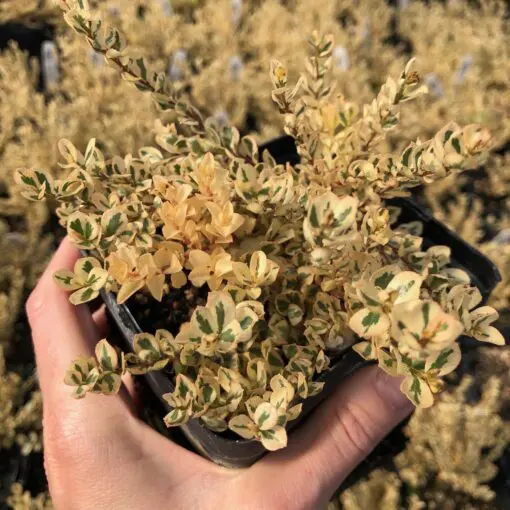 Myrsine africana 'Scarlett Marglin' - African Boxwood (4.5