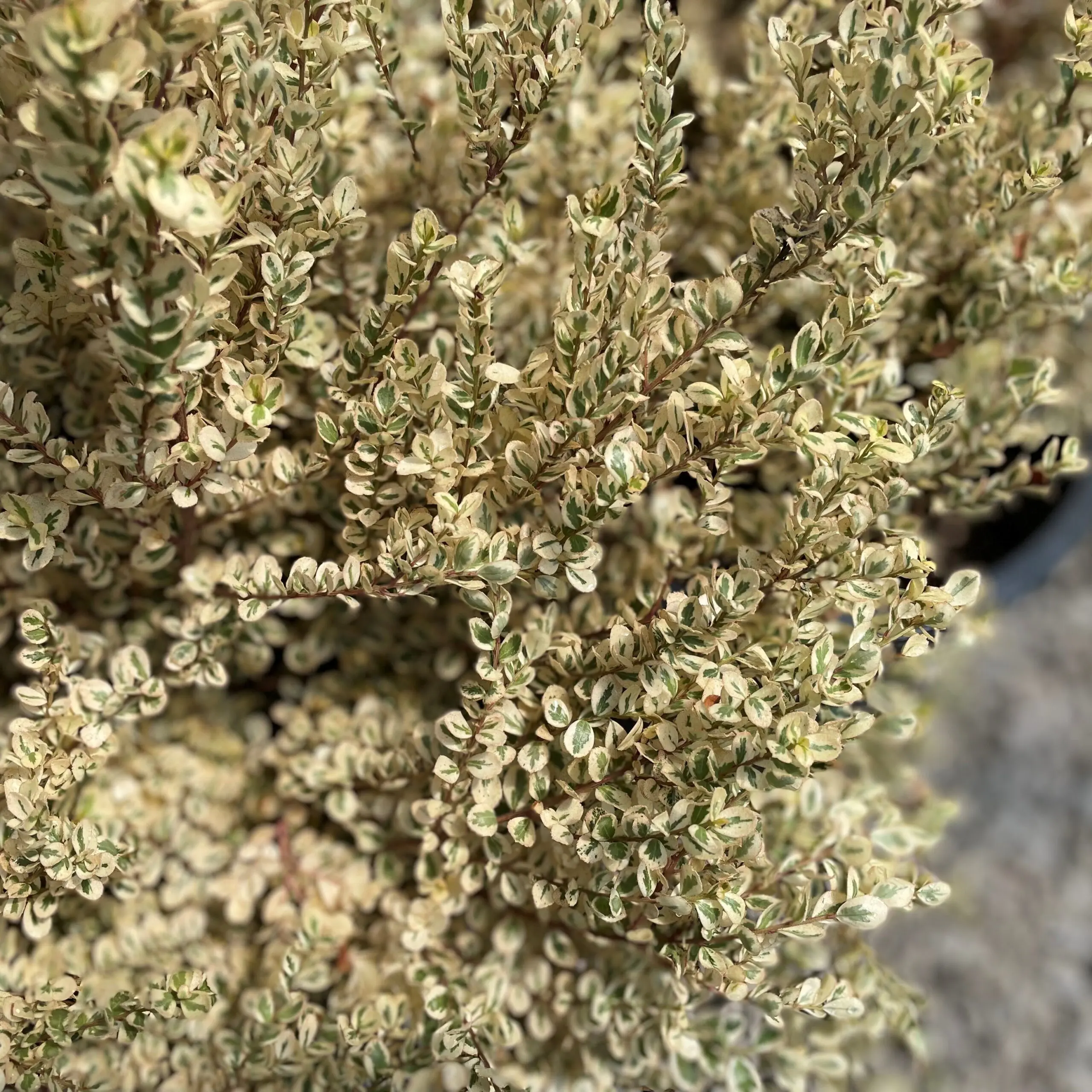 Myrsine africana 'Scarlett Marglin' - African Boxwood (4.5