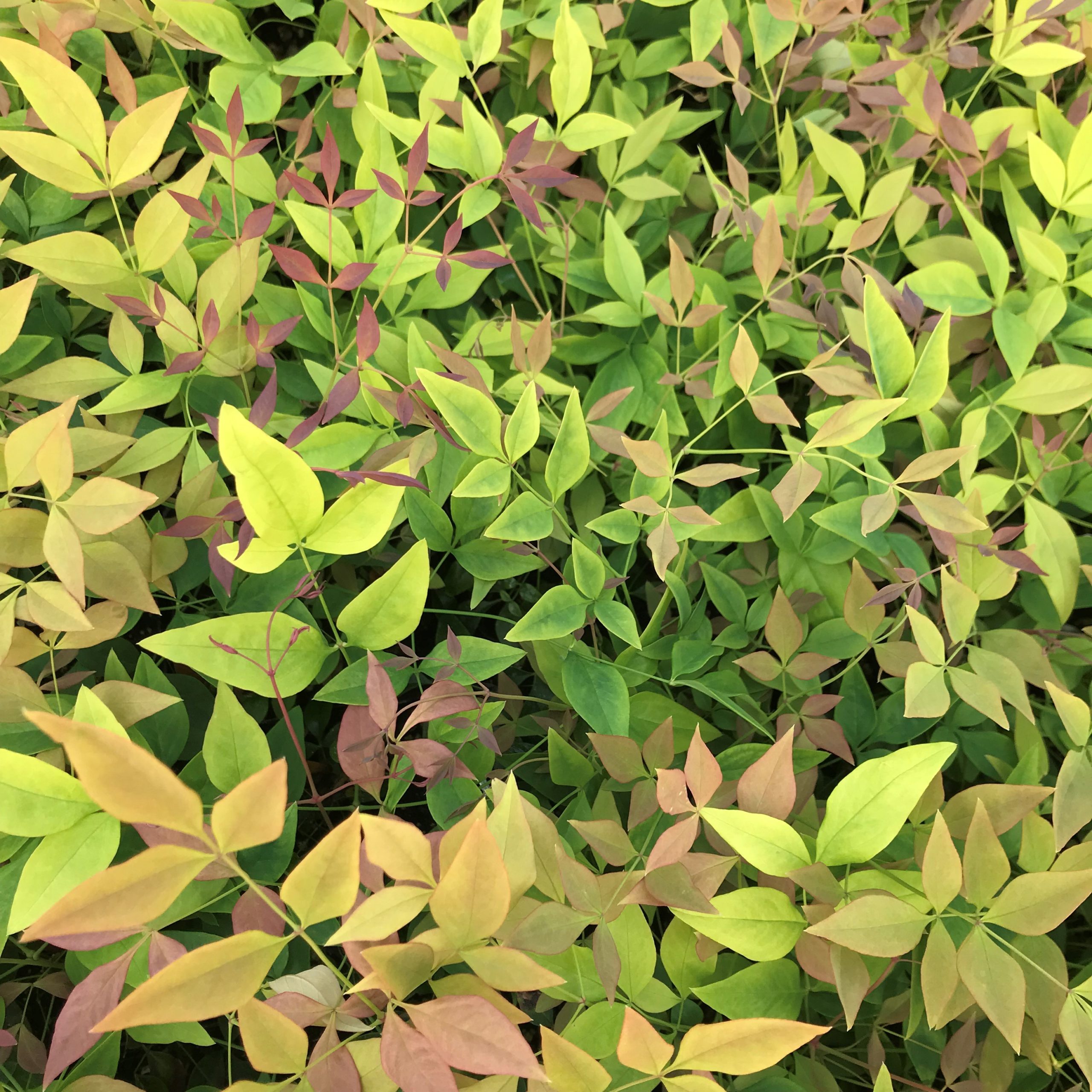 Nandina domestica 'Gulf Stream' - Heavenly Bamboo (4.5" Pot) - Image 2