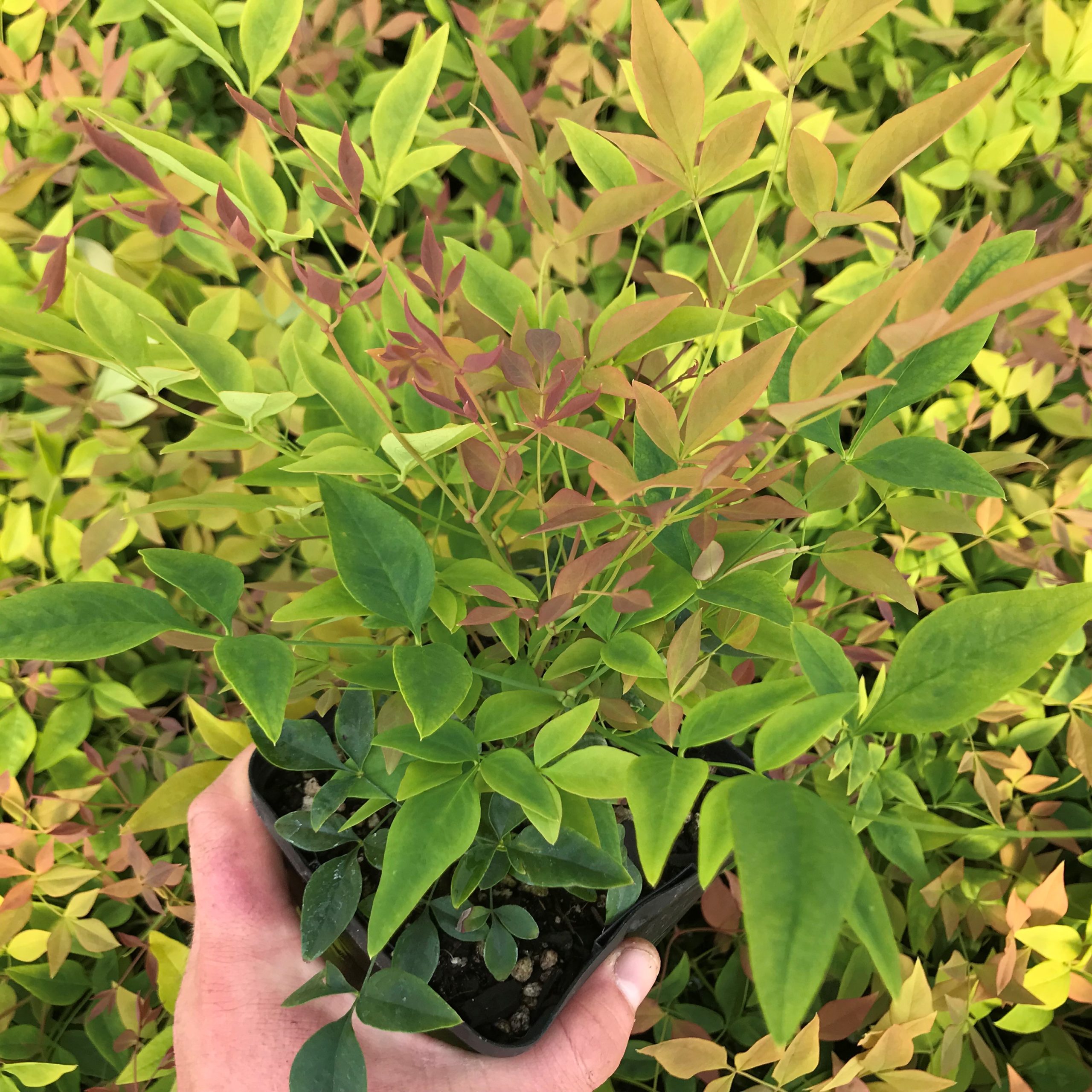 Nandina domestica 'Gulf Stream' - Heavenly Bamboo (4.5" Pot) - Image 4