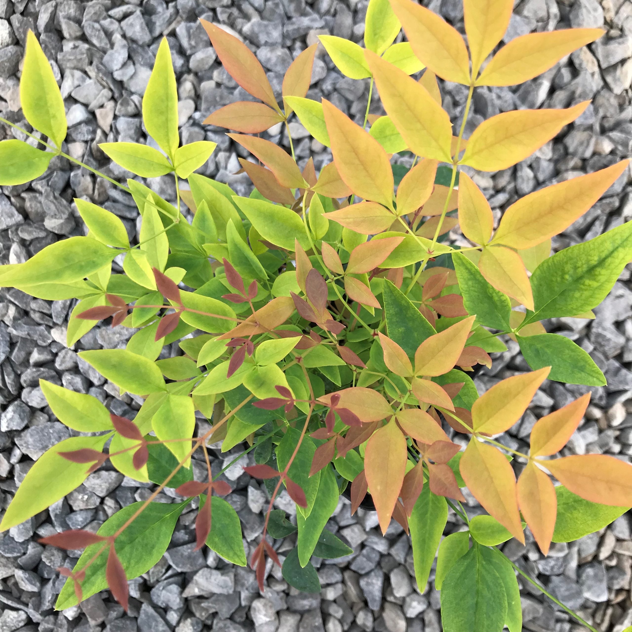 Nandina domestica 'Gulf Stream' - Heavenly Bamboo (4.5" Pot) - Image 3