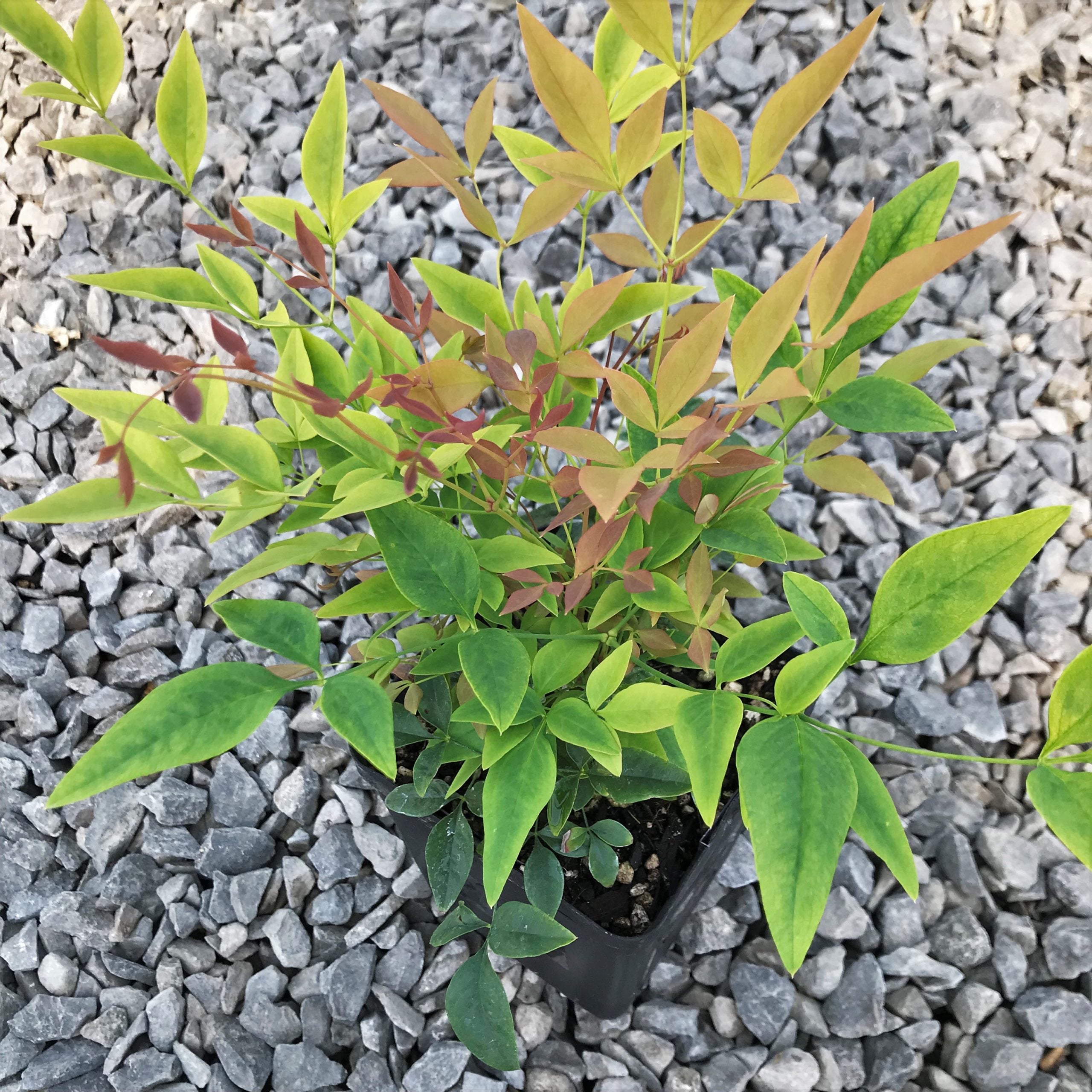 Nandina domestica 'Gulf Stream' - Heavenly Bamboo (4.5" Pot) - Image 5