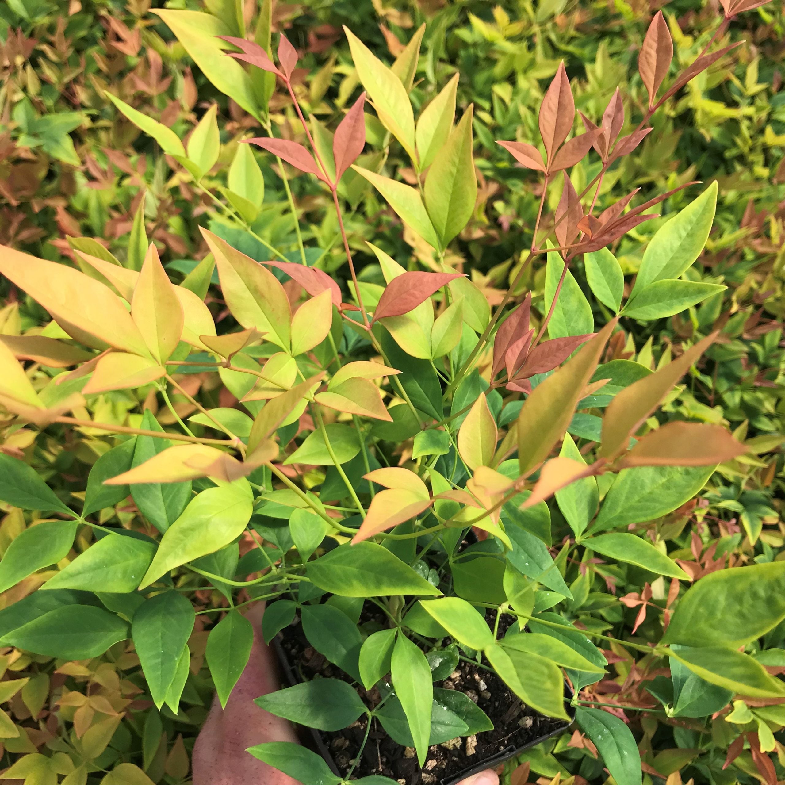Nandina domestica 'Gulf Stream' - Heavenly Bamboo (4.5" Pot)