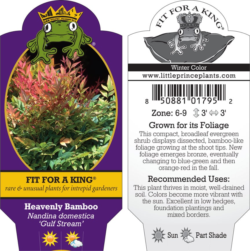 Nandina domestica 'Gulf Stream' - Heavenly Bamboo (4.5" Pot) - Image 6