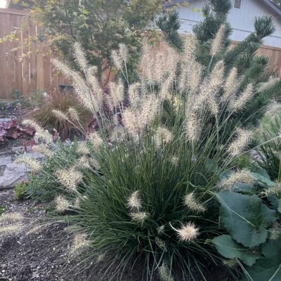 Pennisetum alopecuroides 'Little Bunny' - Dwarf Fountain Grass (3.5" Pot)