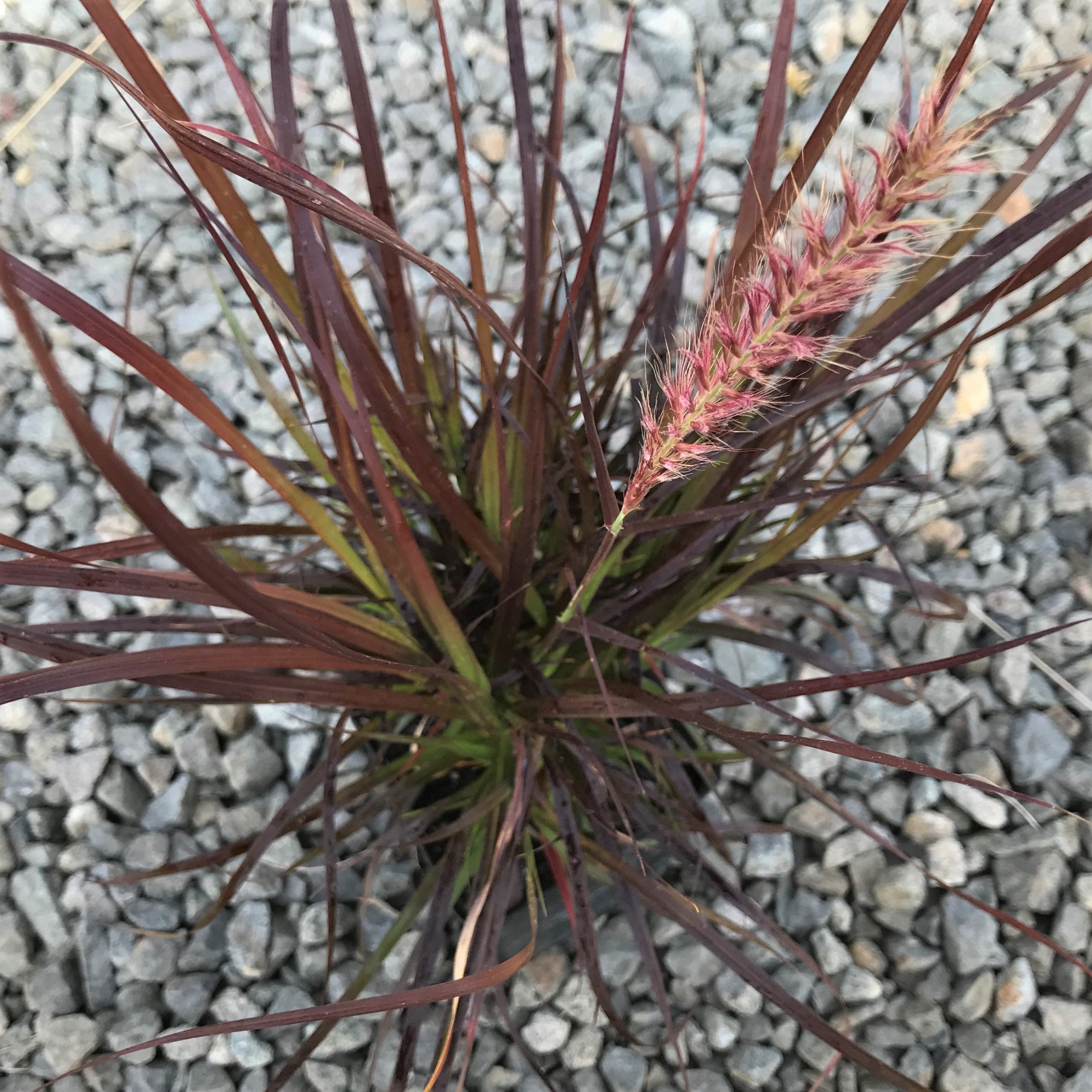 Pennisetum setaceum 'Rubrum' - Purple Fountain Grass (4.5" Pot) - Image 6