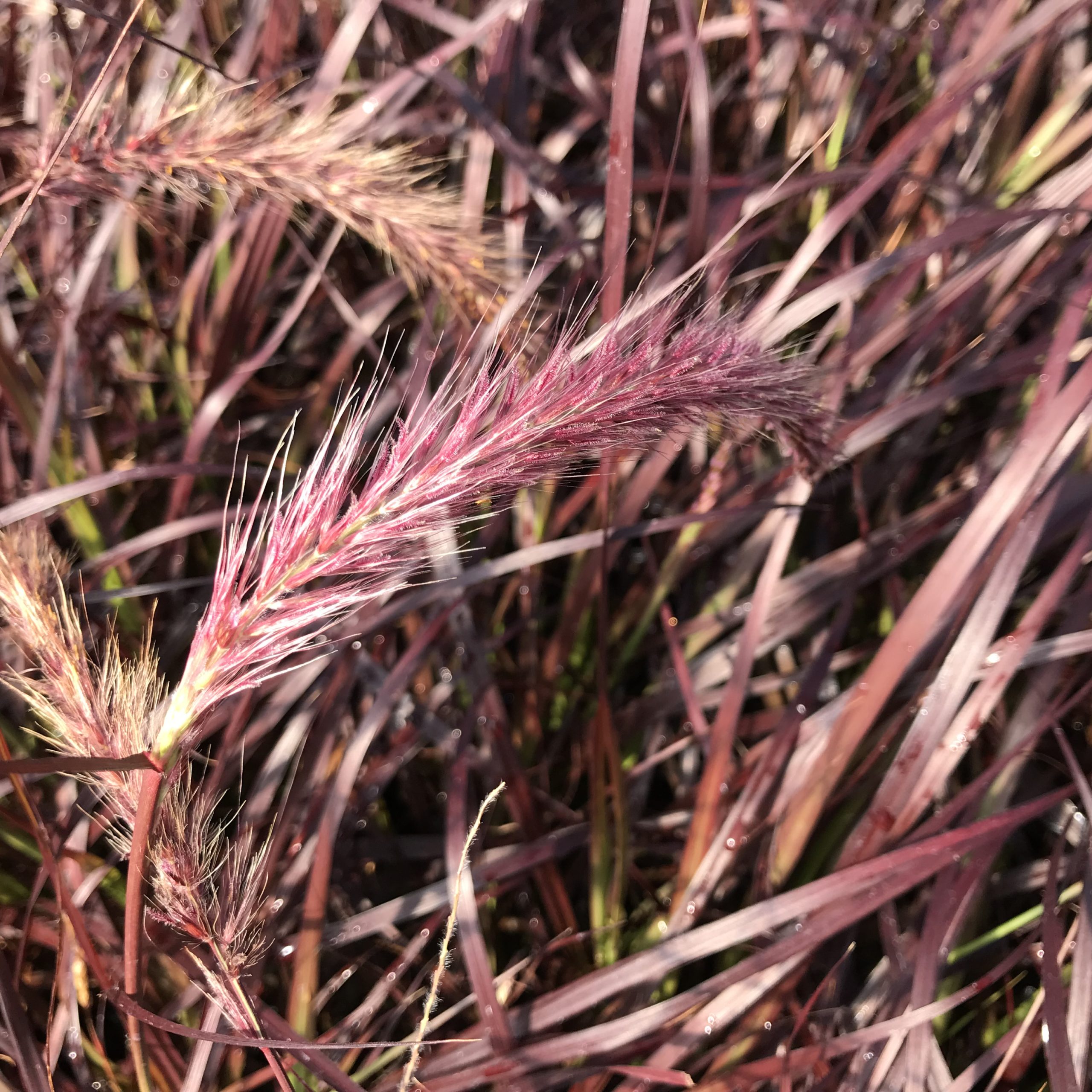 Pennisetum setaceum 'Rubrum' - Purple Fountain Grass (4.5" Pot) - Image 5