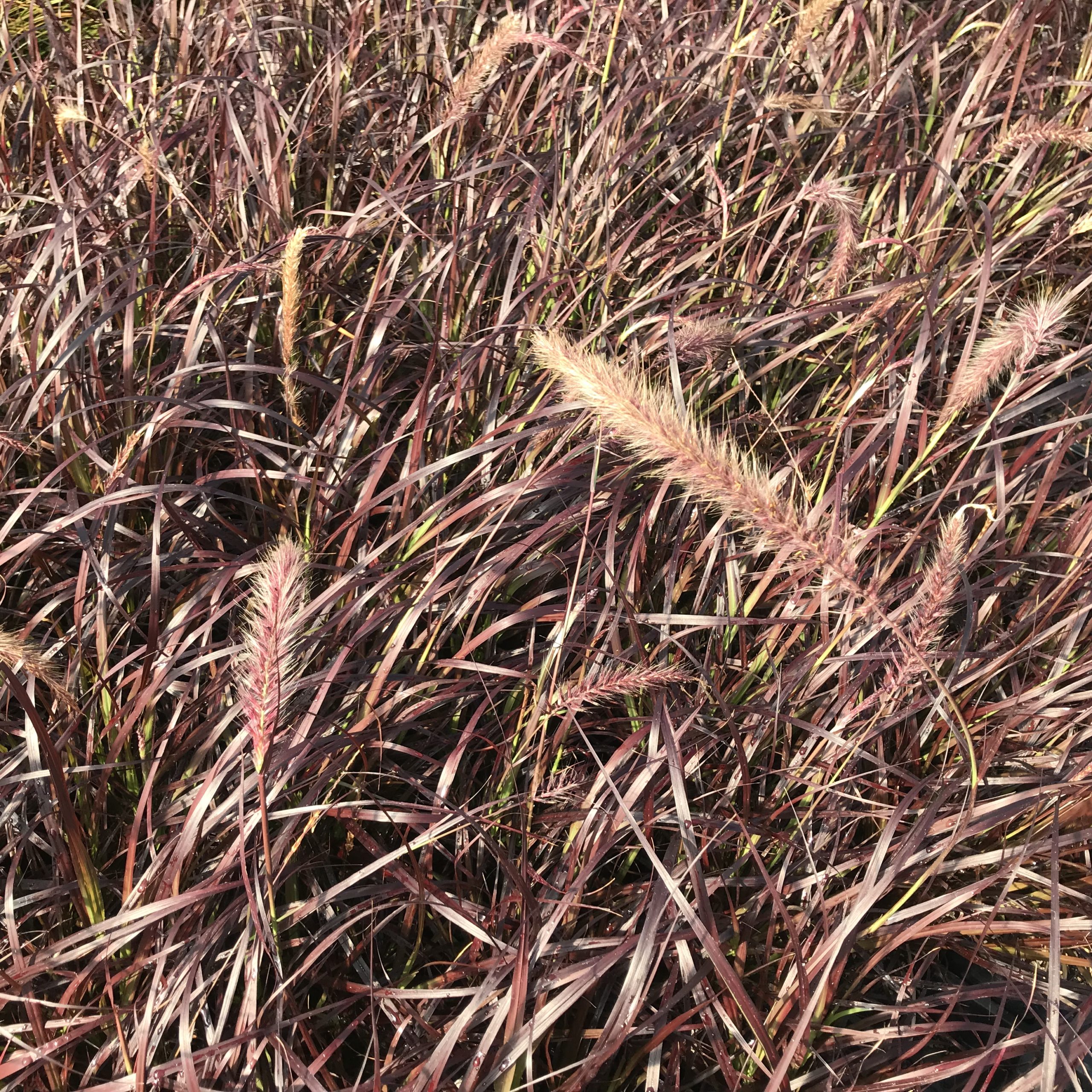 Pennisetum setaceum 'Rubrum' - Purple Fountain Grass (4.5" Pot) - Image 7