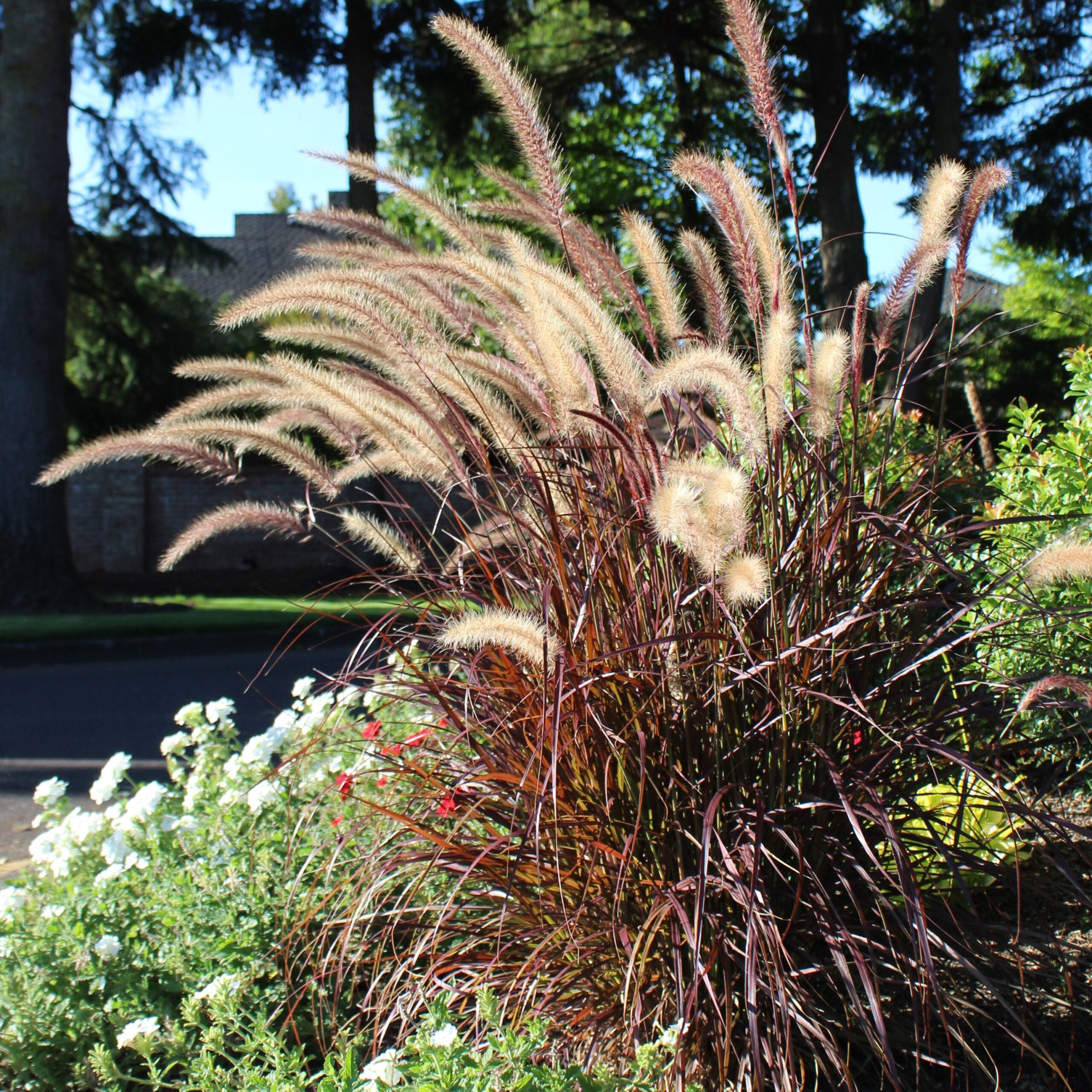 Pennisetum setaceum 'Rubrum' - Purple Fountain Grass (4.5" Pot) | Little  Prince of Oregon Nursery