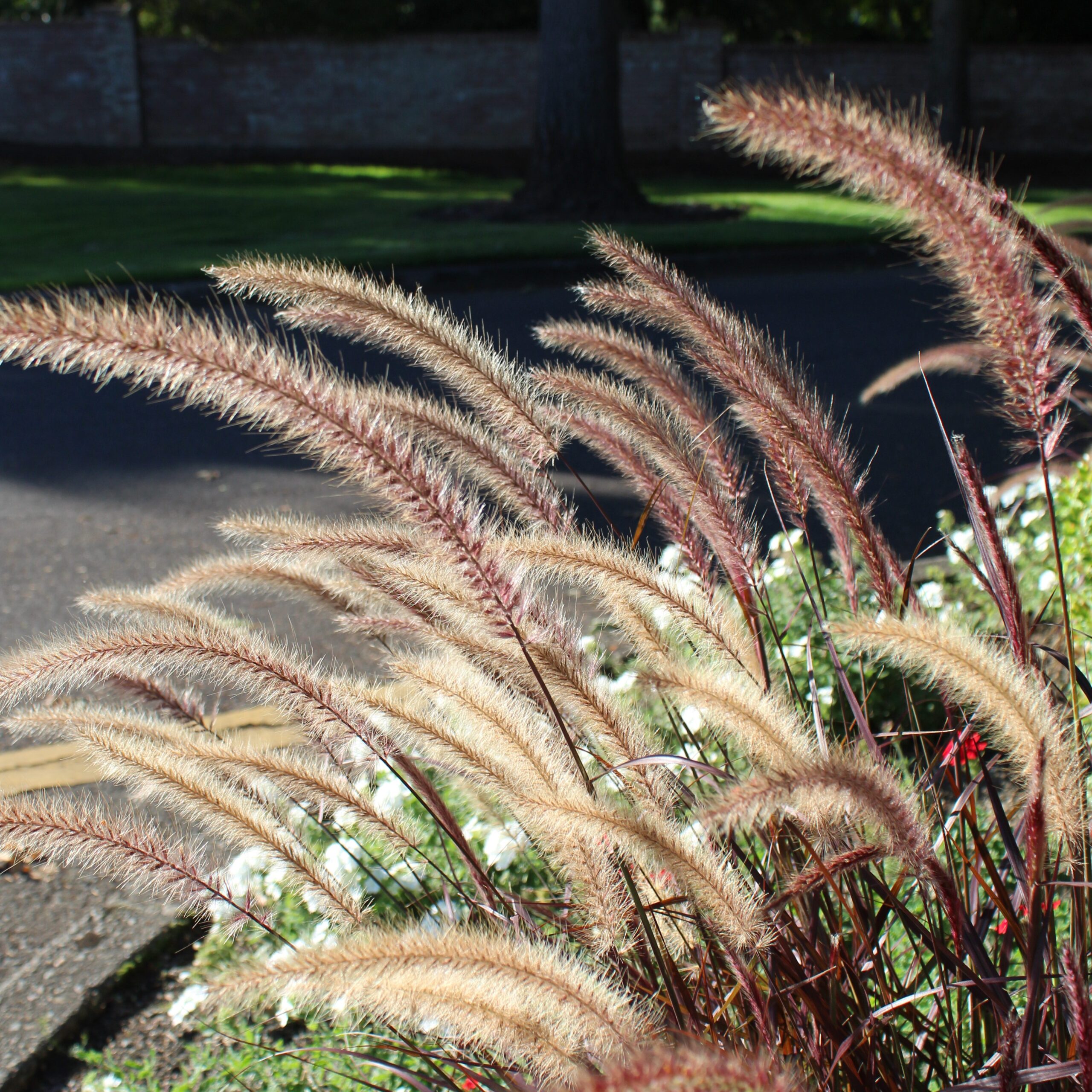 Pennisetum setaceum 'Rubrum' - Purple Fountain Grass (4.5" Pot) - Image 3