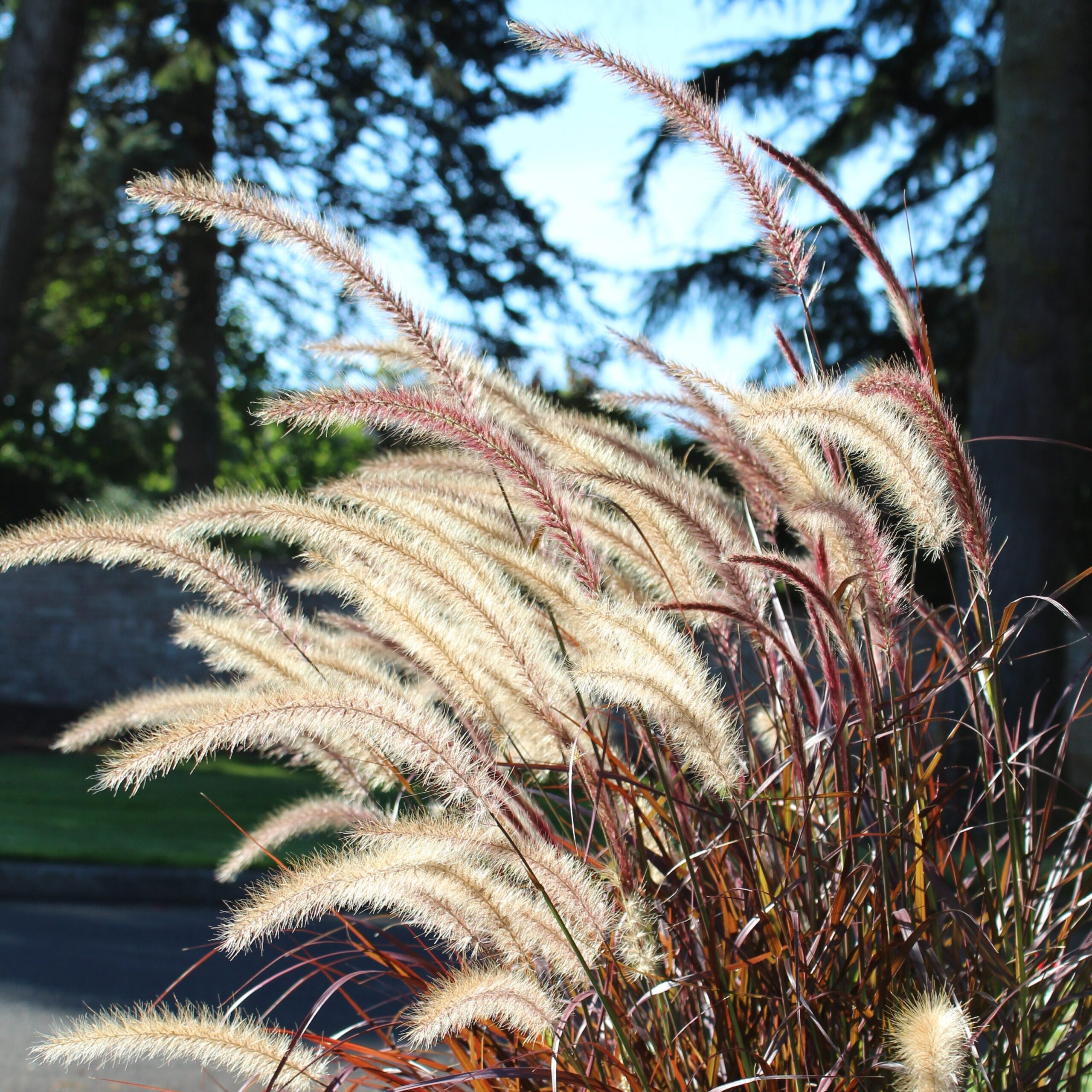 Pennisetum setaceum 'Rubrum' - Purple Fountain Grass (4.5" Pot) - Image 2
