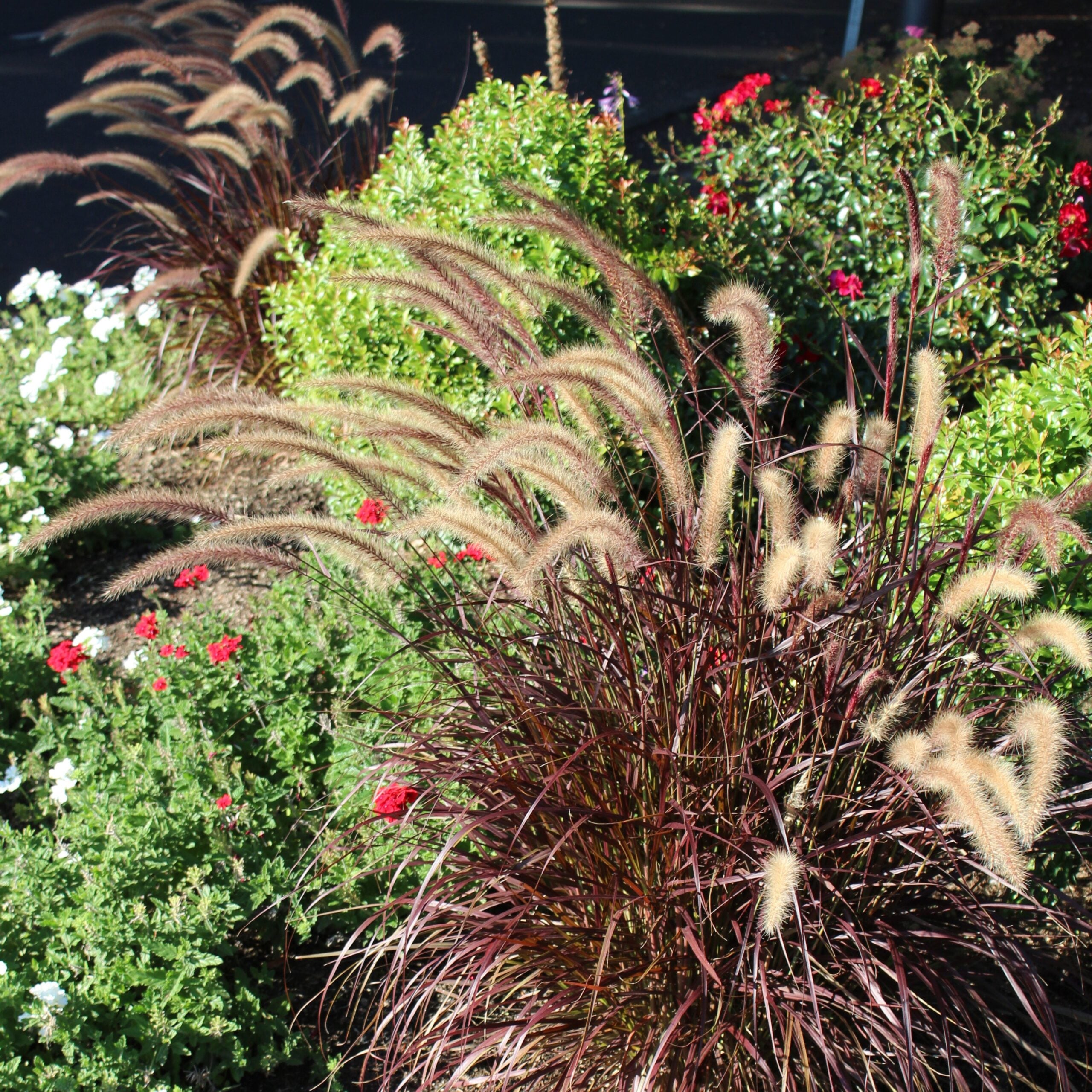 Pennisetum setaceum 'Rubrum' - Purple Fountain Grass (4.5" Pot) - Image 4
