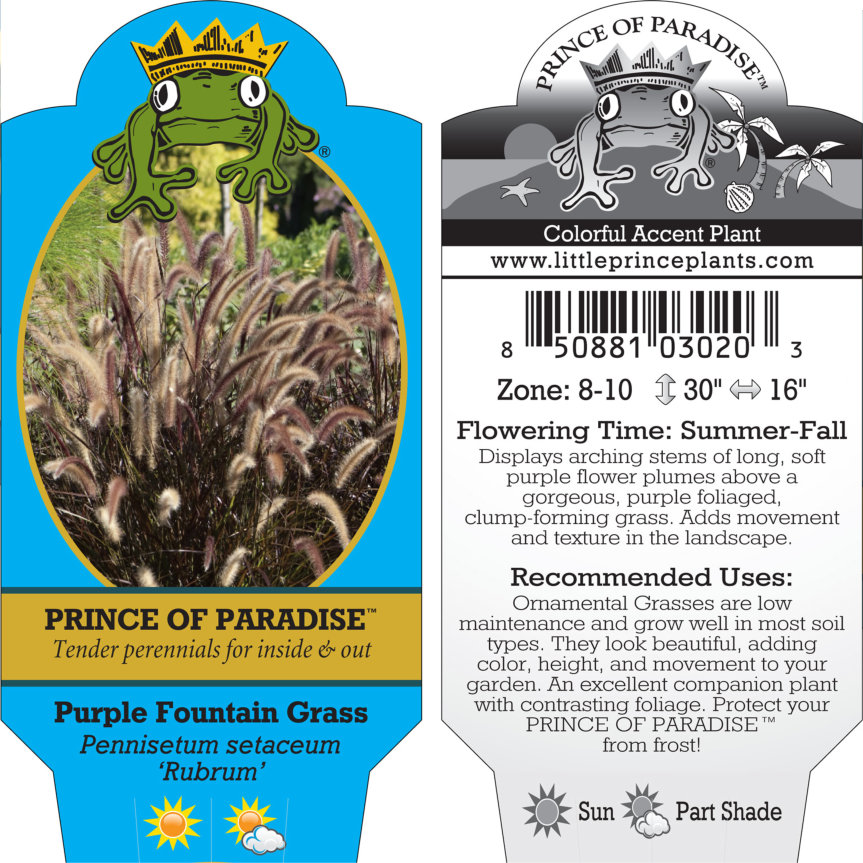 Pennisetum setaceum 'Rubrum' - Purple Fountain Grass (4.5" Pot) - Image 8