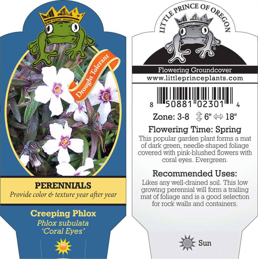 Phlox subulata 'Coral Eyes' - Creeping Phlox (4" Pot)