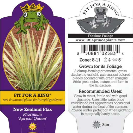 Phormium 'Apricot Queen' - New Zealand Flax (4.5