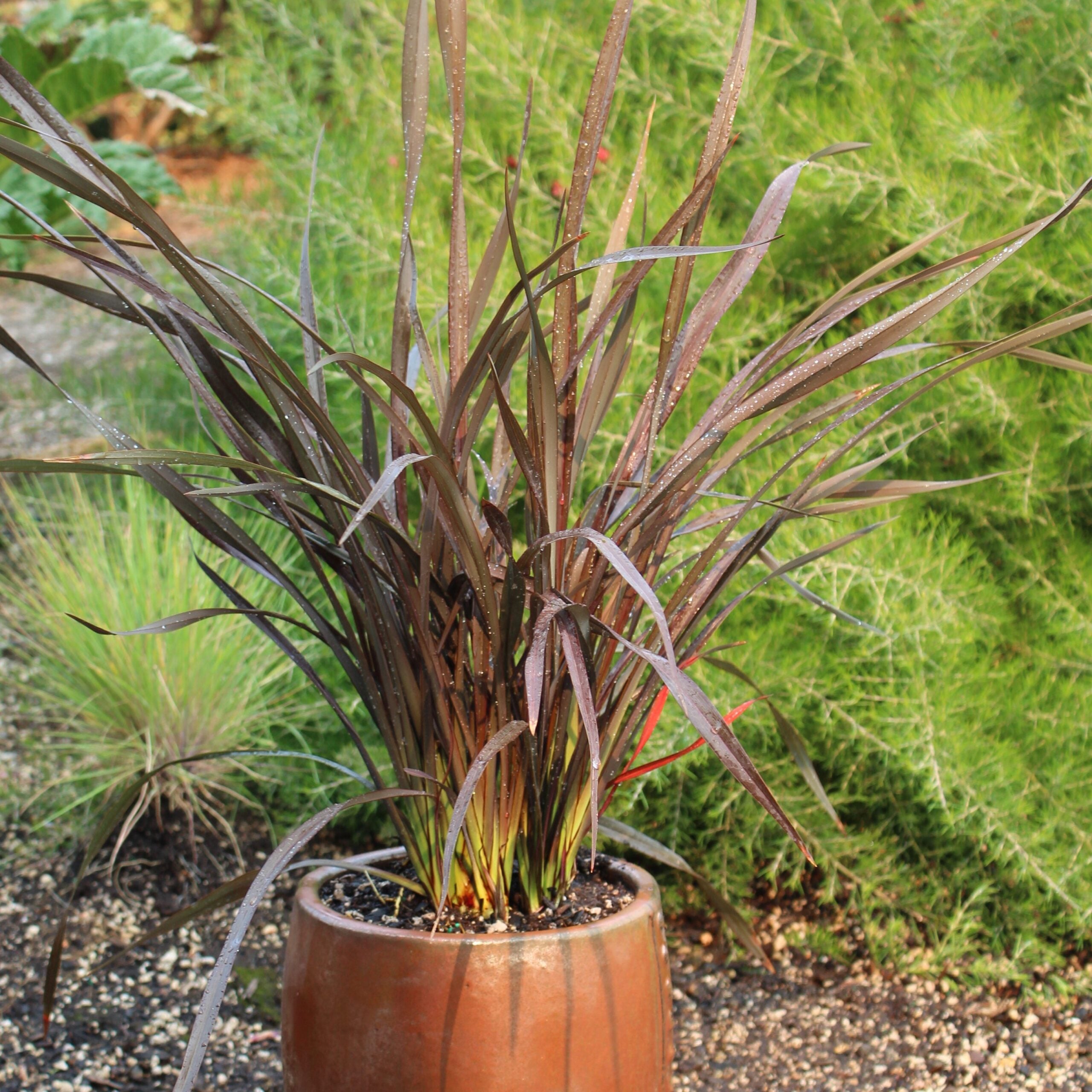 【plants market N】ブラック、レッドジェム　高さ120㎝前後 Phormium-Platts-Black-New-