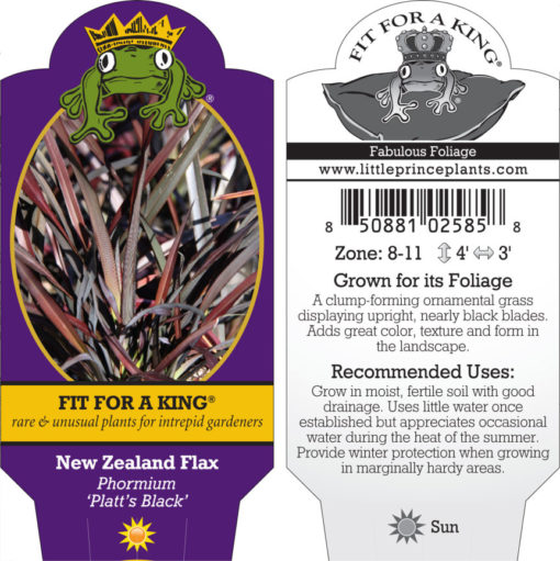 Phormium 'Platt's Black' - New Zealand Flax (4.5