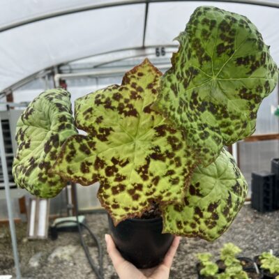 Podophyllum 'Spotty Dotty' - Asian Mayapple USPP #17,361