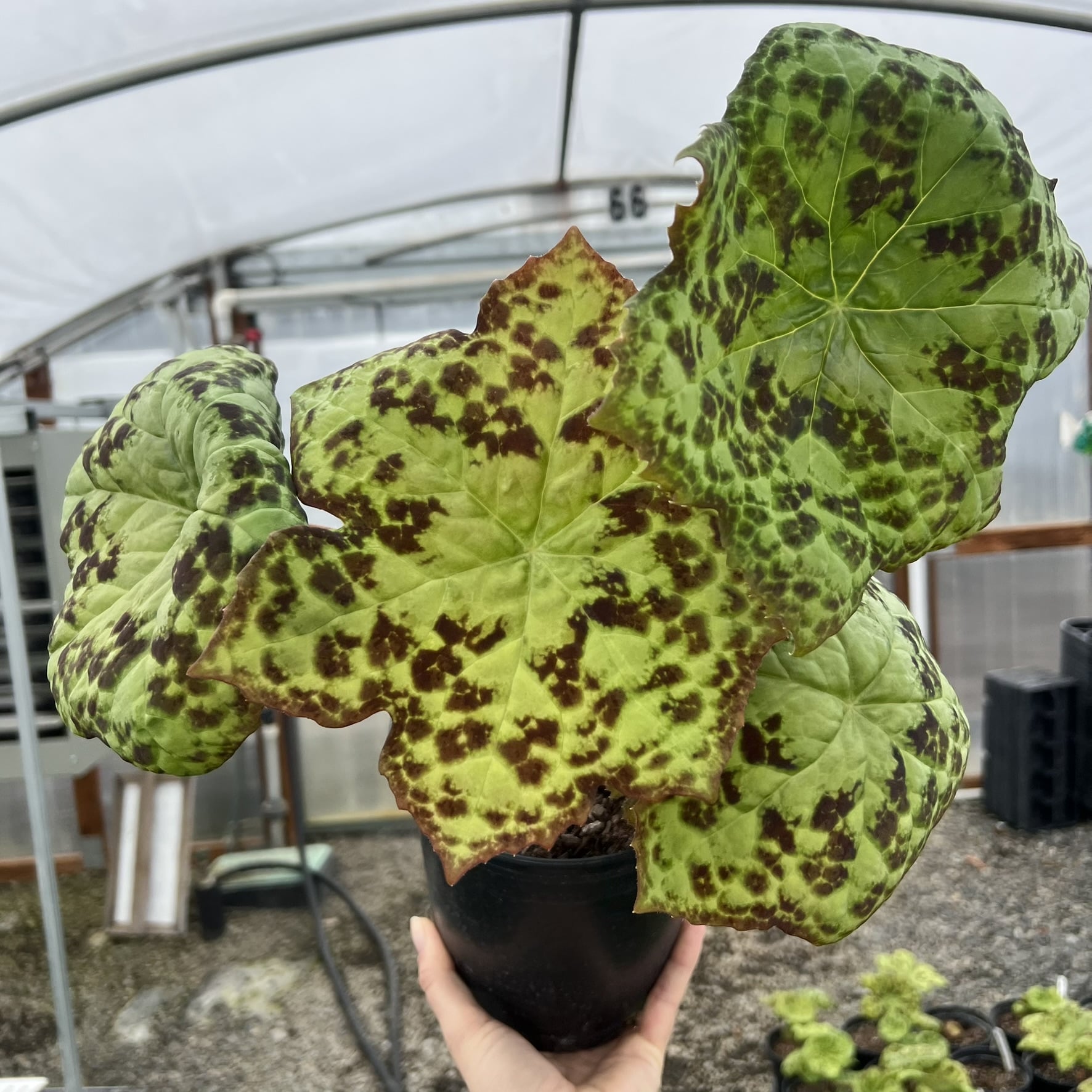Podophyllum 'Spotty Dotty' - Asian Mayapple USPP #17,361