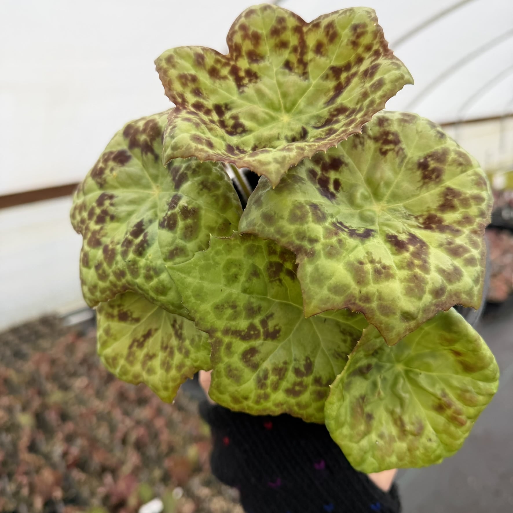 Podophyllum 'Spotty Dotty' - Asian Mayapple USPP #17,361 - Image 2