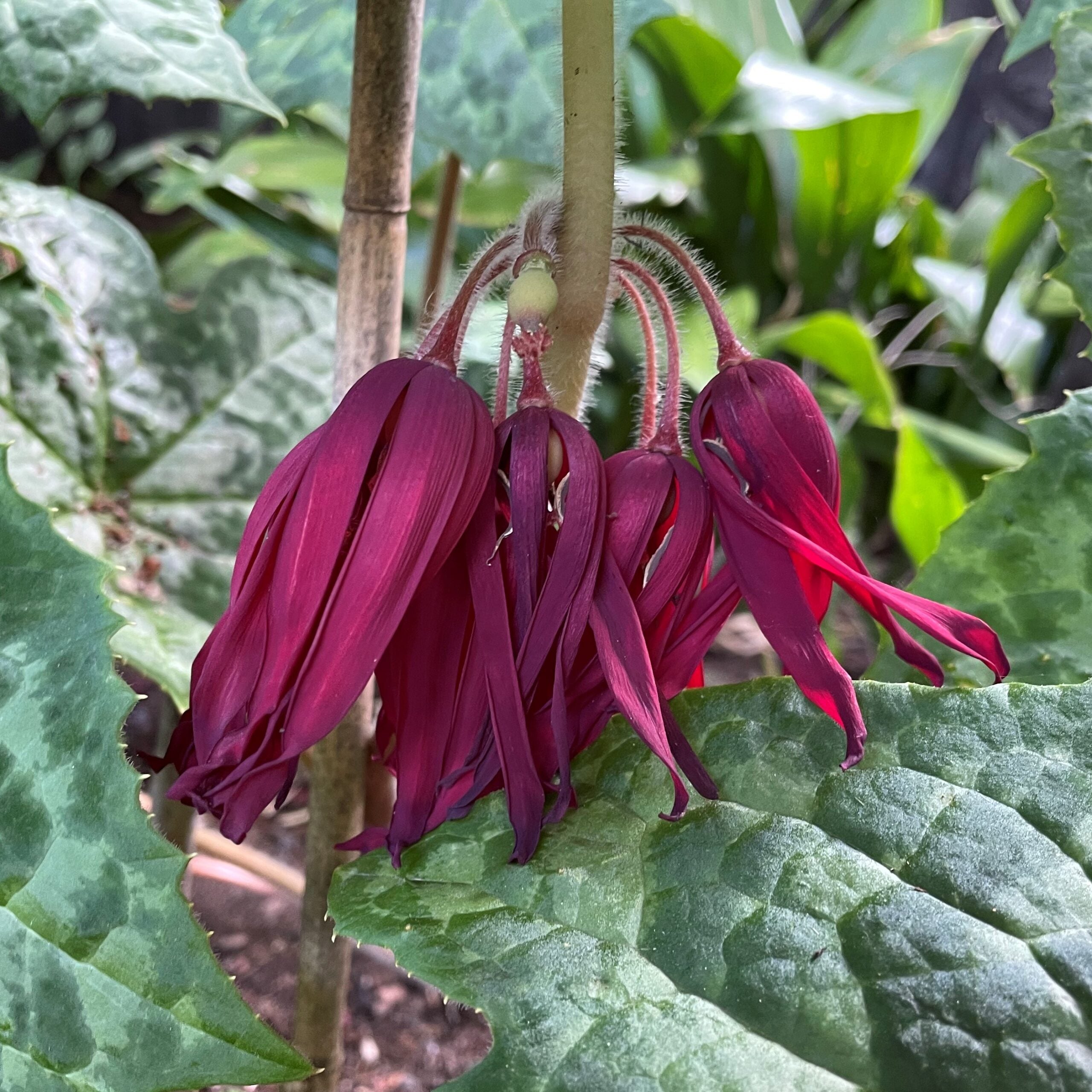 Podophyllum 'Spotty Dotty' - Asian Mayapple USPP #17,361 - Image 3