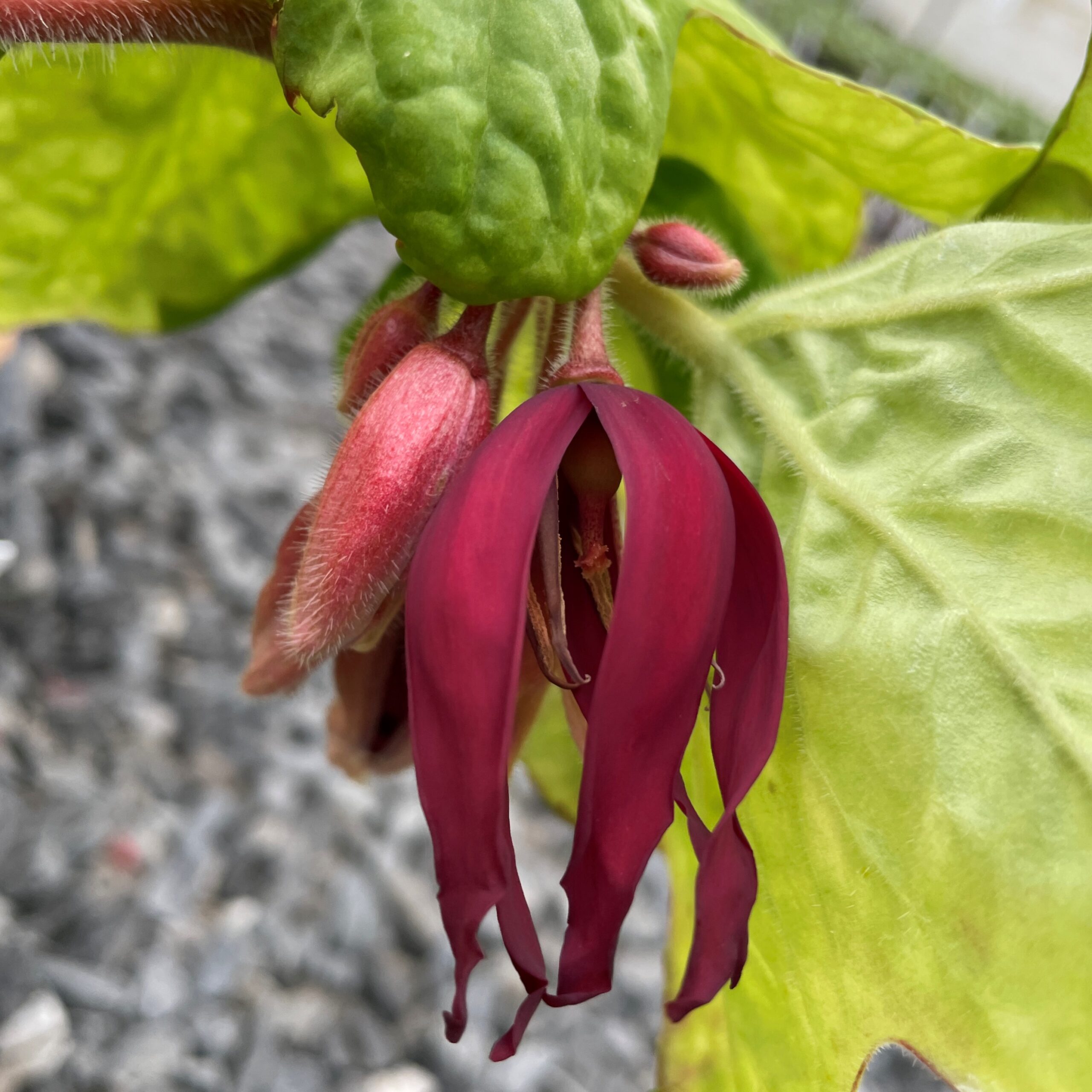 Podophyllum 'Spotty Dotty' - Asian Mayapple USPP #17,361 - Image 5