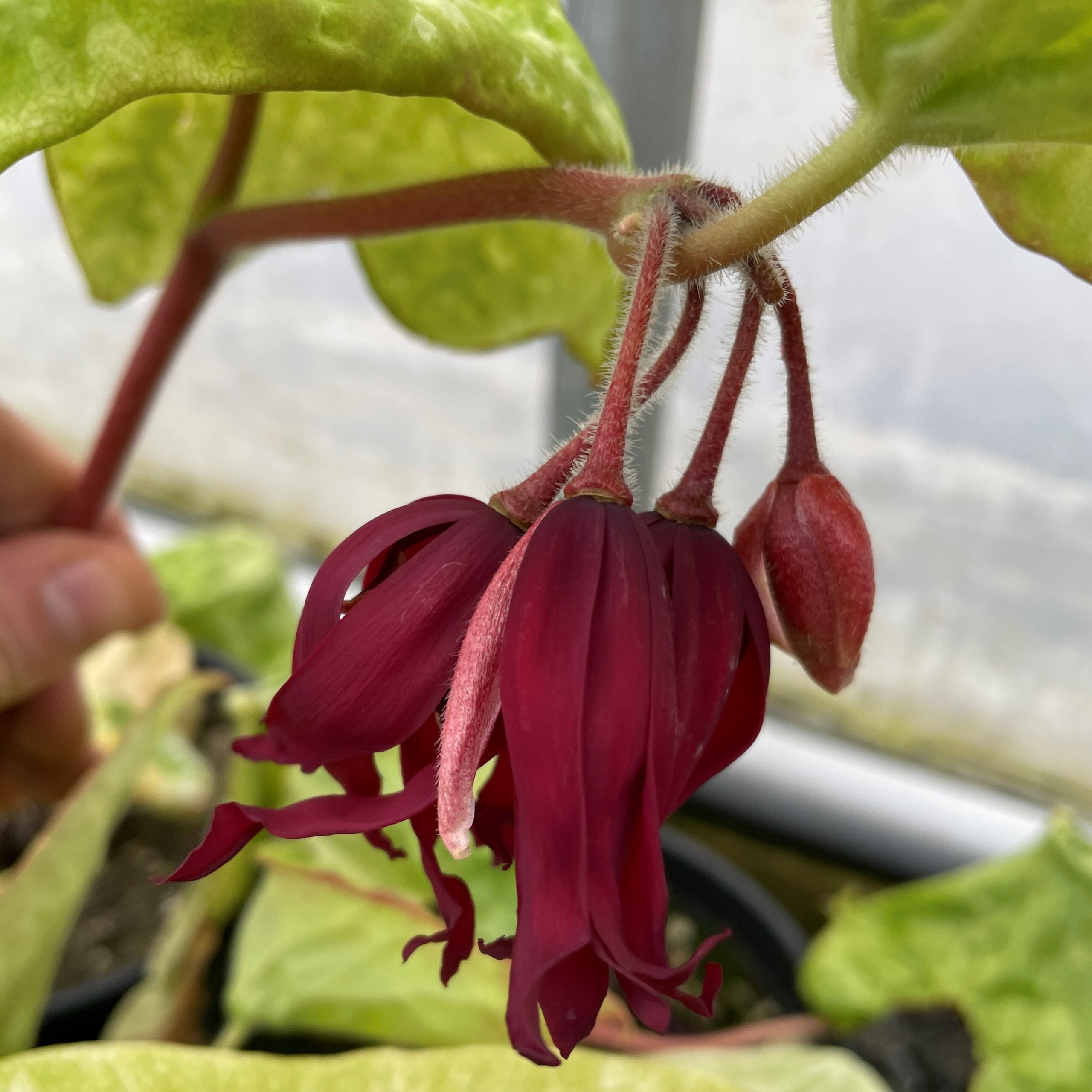 Podophyllum 'Spotty Dotty' - Asian Mayapple USPP #17,361 - Image 7