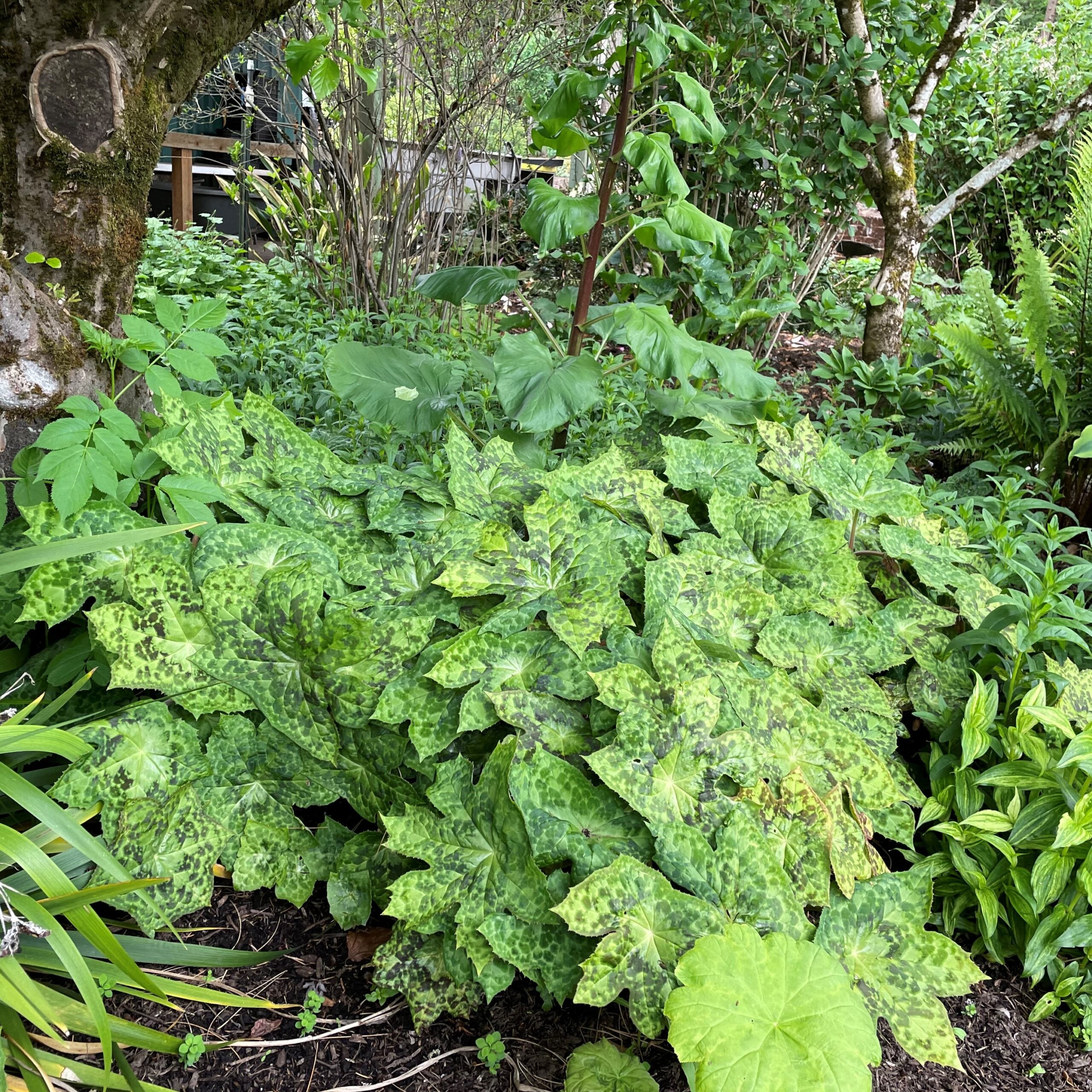 Podophyllum 'Spotty Dotty' - Asian Mayapple USPP #17,361 - Image 6