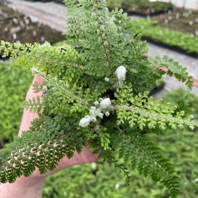 Polystichum setiferum 'Divisilobum' - Soft Shield Fern (3.5" Pot)
