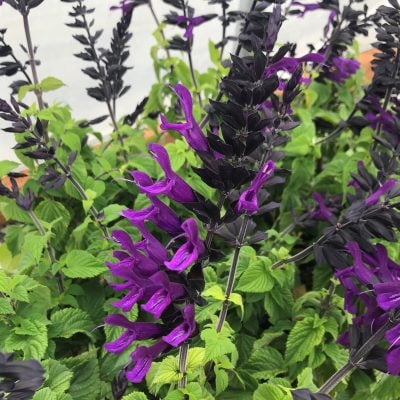 Salvia 'Amistad' - Hummingbird Sage USPP#23,578 (4.5" Pot)