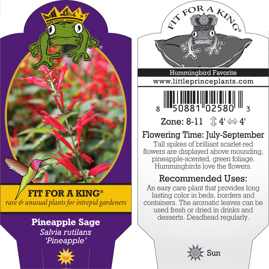 Salvia rutilans 'Pineapple' - Pineapple Sage (4.5" Pot) | Little Prince of  Oregon Nursery