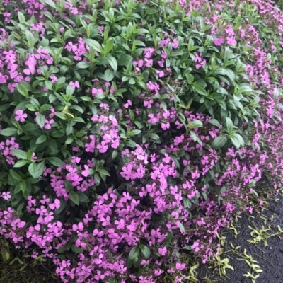 Saponaria ocymoides - Rock Soapwort (4" Pot)