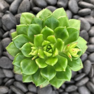 Sedeveria 'Letizia' (2" Pot)