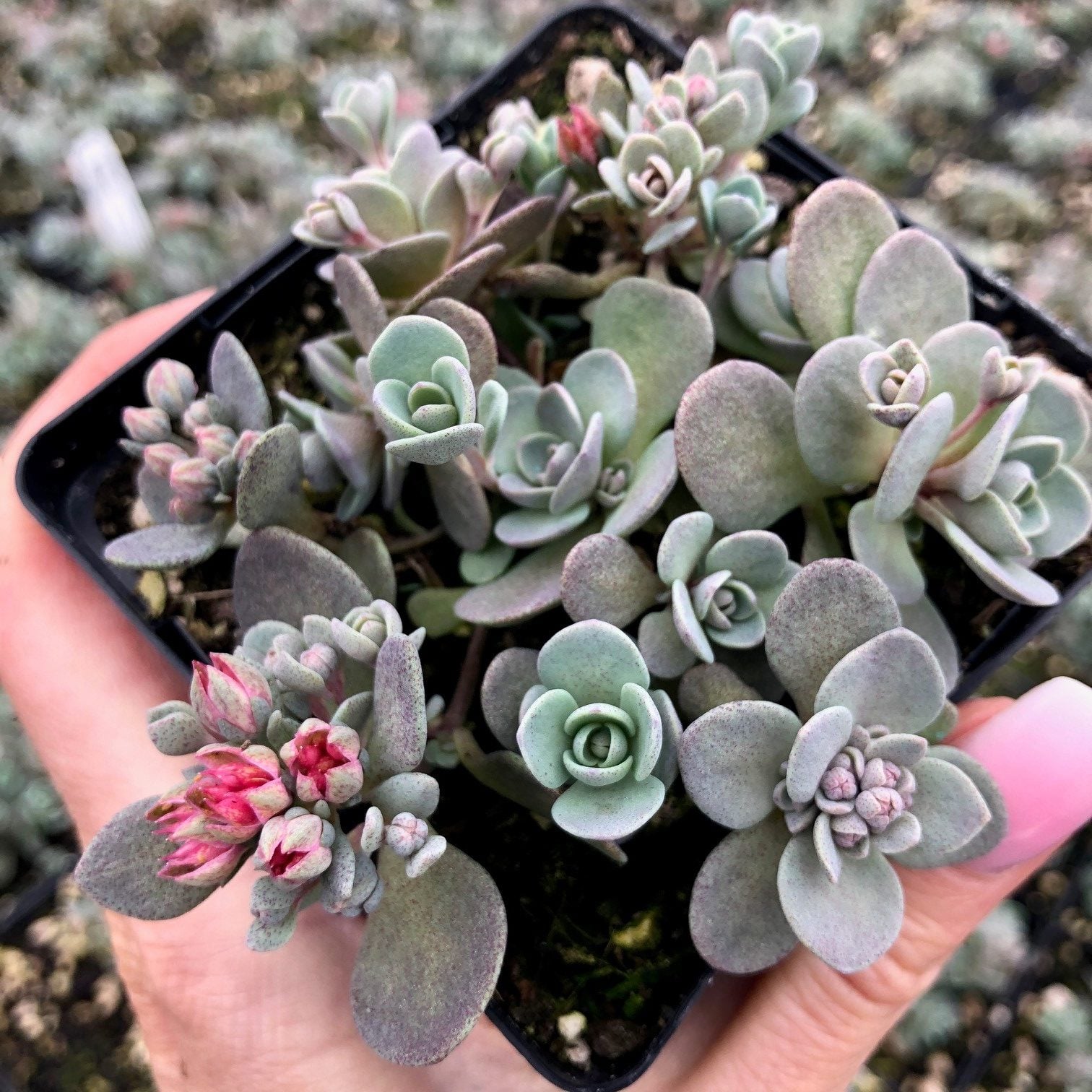 Sedum x Sedoro Sunsparkler® 'Blue Elf' - Stonecrop USPP #27,113 (3.5" Pot) - Image 2