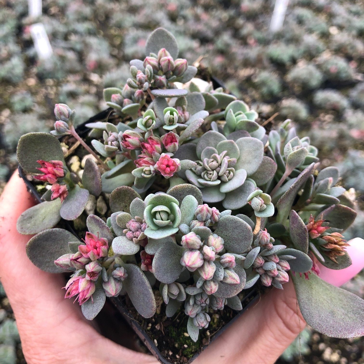 Sedum x Sedoro Sunsparkler® 'Blue Elf' - Stonecrop USPP #27,113 (3.5" Pot)